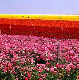《黑神话：悟空》中美销量差异引热议 海外玩家发长文分析